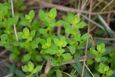 Ludwigia microcarpa, photographed by Jessica