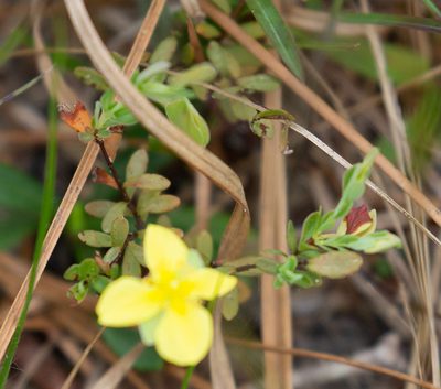 Hypericum suffruticosum, photographed by Jessica