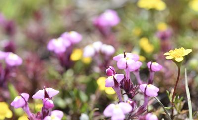 Triphysaria eriantha, photographed by Karen and Mike