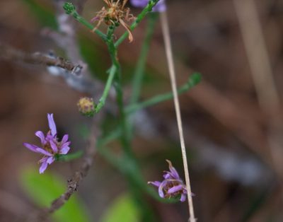 Symphyotrichum adnatum, photographed by Jessica