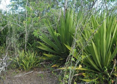 Furcraea hexapetala, photographed by John G. Phillips