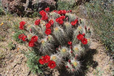Echinocereus yavapaiensis, photographed by Paul McClellan