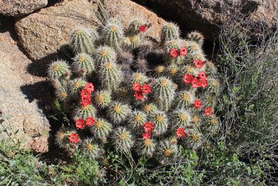 Echinocereus yavapaiensis, photographed by Paul McClellan