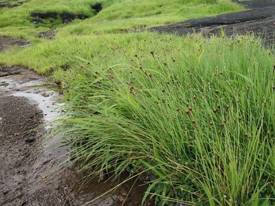 Fimbristylis tetragona, photographed by S.MORE