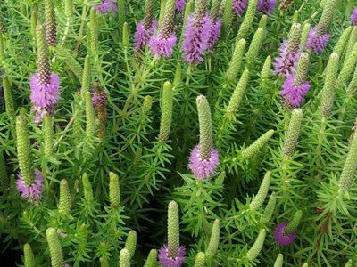 Pogostemon deccanensis, photographed by S.MORE