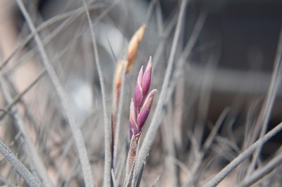 Tillandsia marconae, photographed by Jorge Herreros de Lartundo