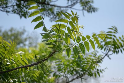Juglans hindsii, photographed by Tim Messick