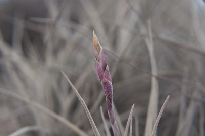 Tillandsia marconae, photographed by Jorge Herreros de Lartundo