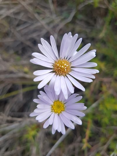 Brachyscome spathulata, photographed by Vale Jenny Conolly