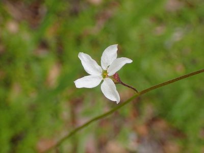 Lithophragma cymbalaria, photographed by George Williams