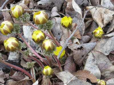 Adonis amurensis, photographed by Repina Tatyana