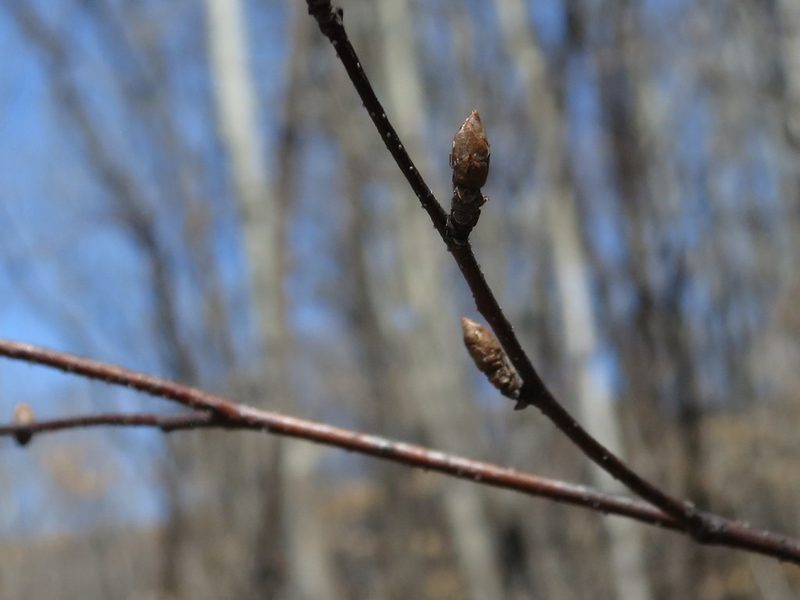 Betula davurica, photographed by Repina Tatyana
