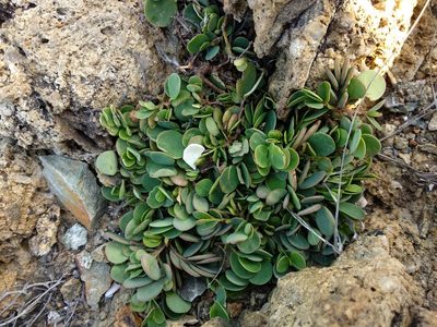 Synostemon bacciformis, photographed by portioid