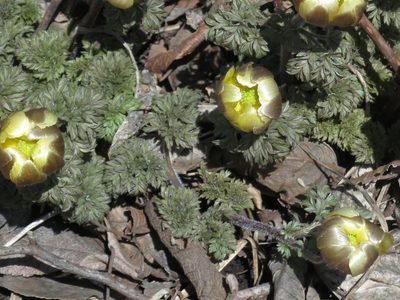 Adonis amurensis, photographed by Repina Tatyana