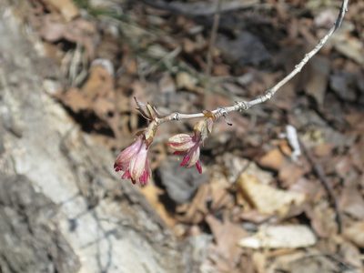 Lonicera praeflorens, photographed by Repina Tatyana