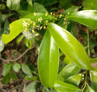 Celastrus hindsii