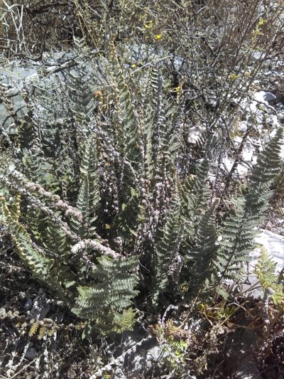 Notholaena aschenborniana, photographed by Jose Antonio Aranda Pineda