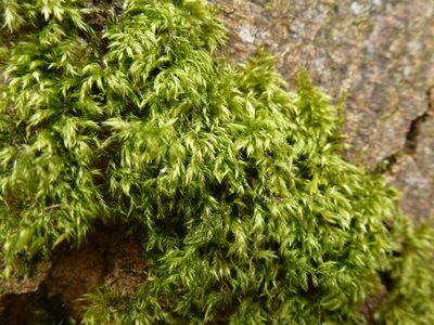 Pseudisothecium myosuroides, photographed by Susan Marley