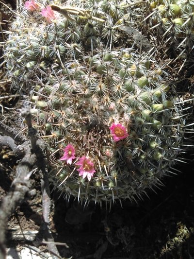 Mammillaria perbella, photographed by Jose Antonio Aranda Pineda