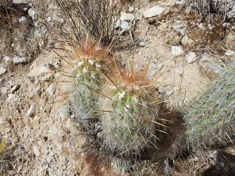 Oreocereus leucotrichus, photographed by cstobie