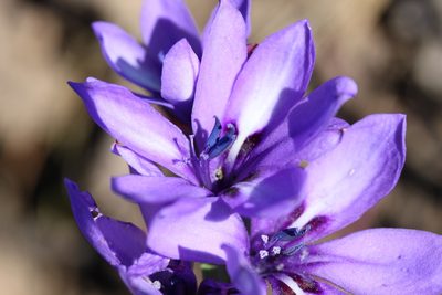 Babiana nervosa, photographed by Paul Emms