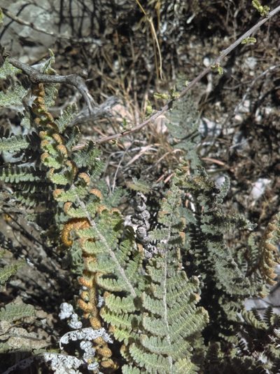 Notholaena aschenborniana, photographed by Jose Antonio Aranda Pineda