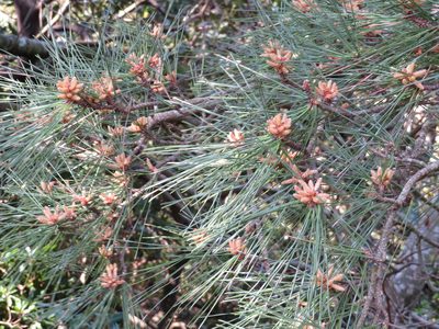 Pinus thunbergii, photographed by Marco Mussita