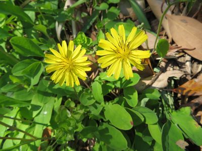Ixeris stolonifera, photographed by Marco Mussita