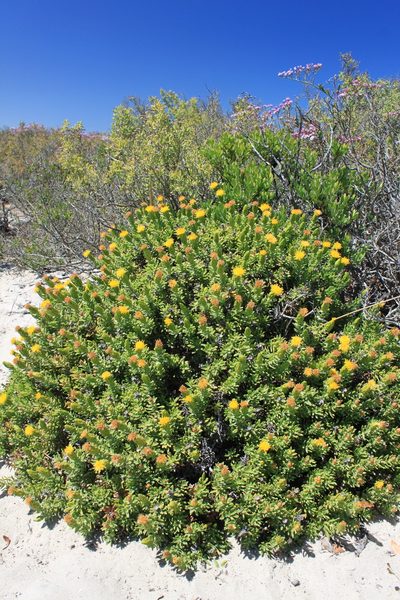 Pteronia onobromoides, photographed by Paul Emms