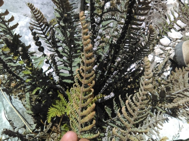 Notholaena aschenborniana, photographed by Jose Antonio Aranda Pineda