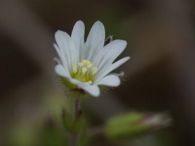 Cerastium pumilum, photographed by Yves Bas