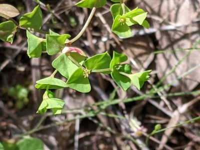 Euphorbia tetrapora, photographed by Alison Northup