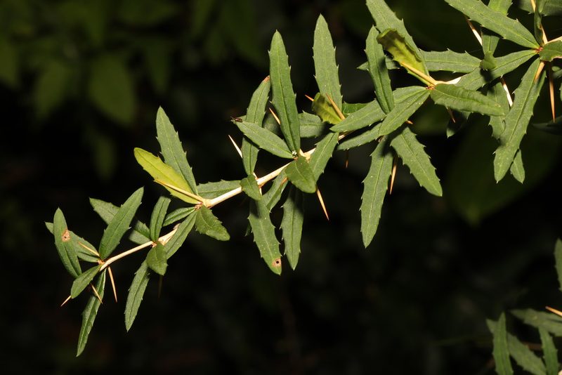 Berberis gagnepainii, photographed by Stephen James McWilliam