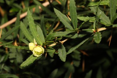 Berberis gagnepainii, photographed by Stephen James McWilliam