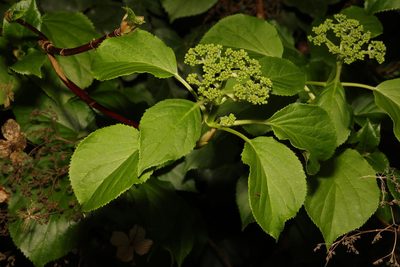 Hydrangea petiolaris, photographed by Stephen James McWilliam
