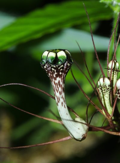 Ceropegia fantastica, photographed by S.MORE