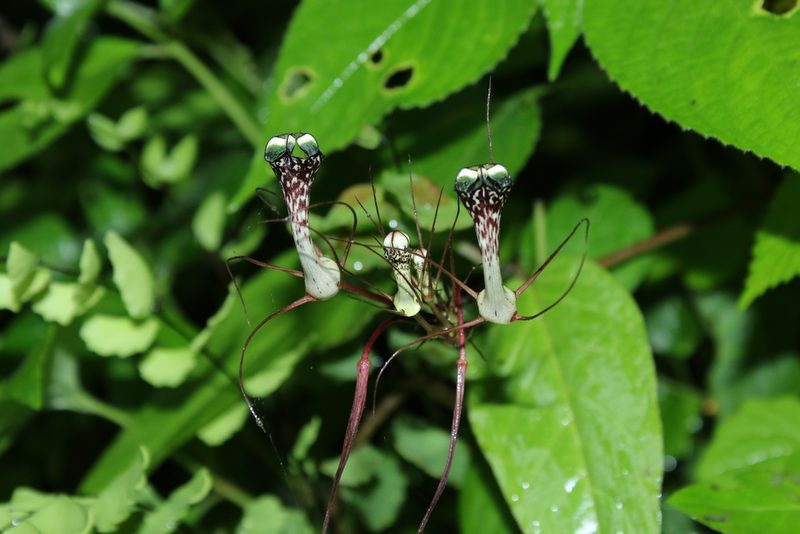 Ceropegia fantastica, photographed by S.MORE