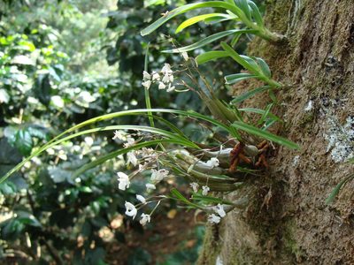 Scaphyglottis crurigera, photographed by Alexis López Hernández