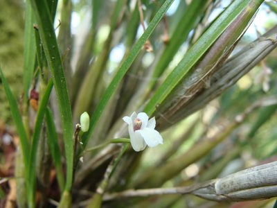 Scaphyglottis crurigera, photographed by Alexis López Hernández
