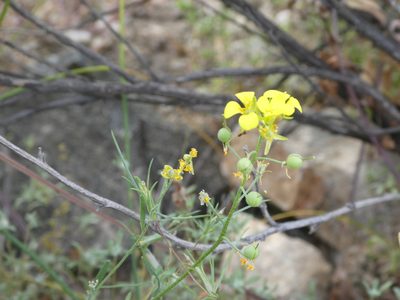 Physaria tenella, photographed by Aaron Liston