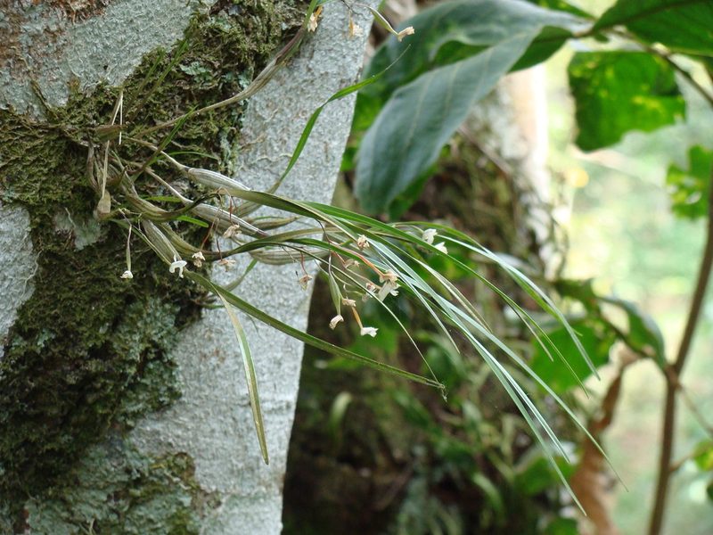 Scaphyglottis crurigera, photographed by Alexis López Hernández