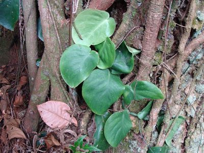 Monstera acuminata, photographed by Alexis López Hernández