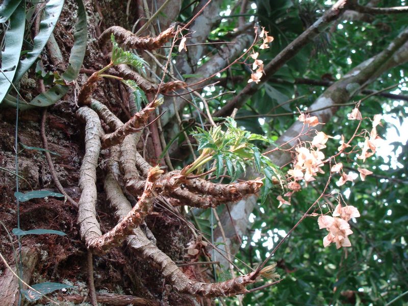 Begonia crassicaulis, photographed by Alexis López Hernández