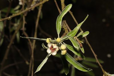 Pyrus salicifolia, photographed by Stephen James McWilliam