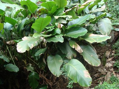 Calathea crotalifera, photographed by Alexis López Hernández