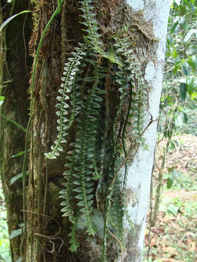 Dichaea muricatoides, photographed by Alexis López Hernández