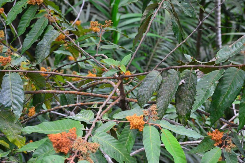 Virola sebifera, photographed by Letizia Weichgrebe