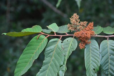 Virola sebifera, photographed by Letizia Weichgrebe
