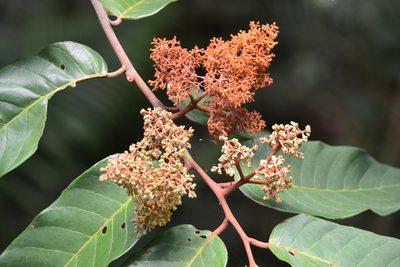 Virola sebifera, photographed by Letizia Weichgrebe