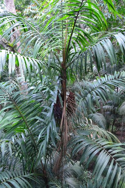 Oenocarpus mapora, photographed by Letizia Weichgrebe